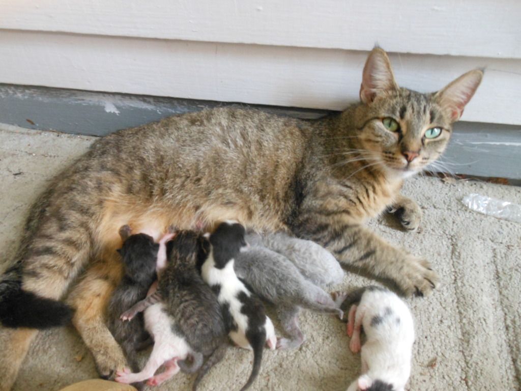 July19DayoftheKittens2012019.jpg