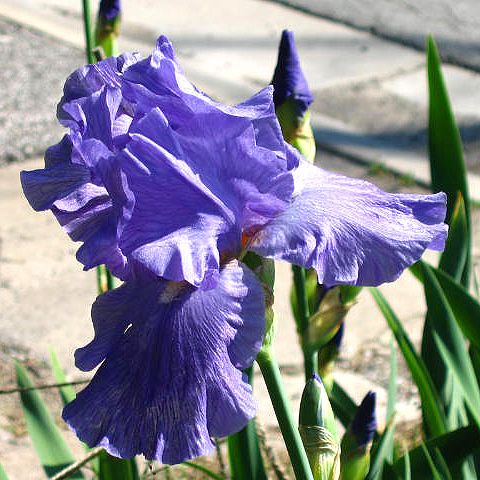  photo CloseUpBlueIris-1_zpsd697bf13.jpg