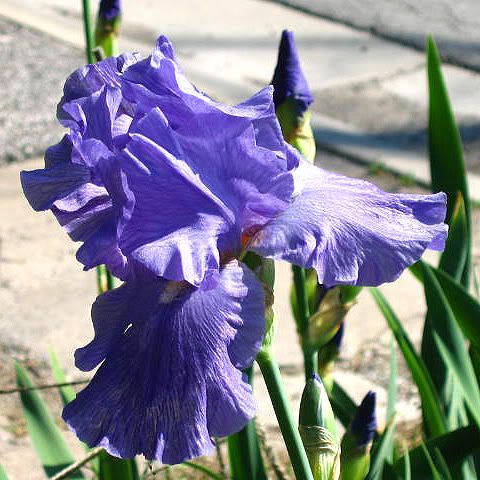Close Up Blue Iris