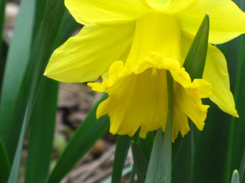  photo CloseUpYellowDaffodil_zps2e66c461.jpg