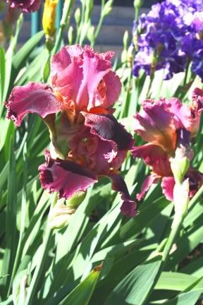Dark Pink Iris