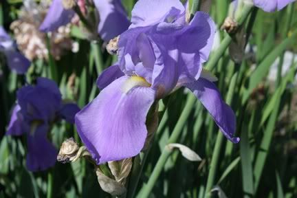 Lavender Blue Iris