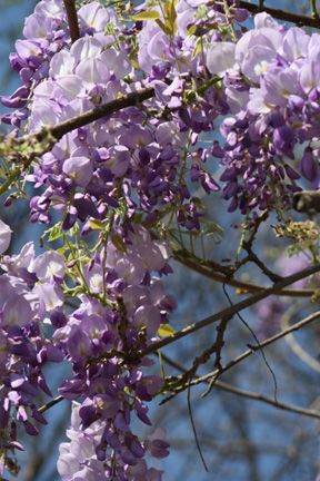  photo NCPurpleTreeBlossoms5-1_zps4727cb05.jpg