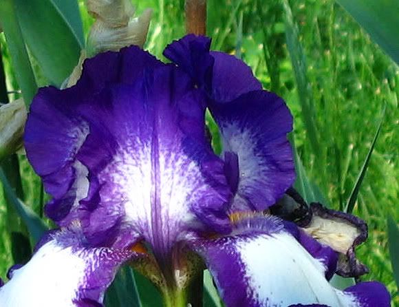 Purple &amp; White Iris