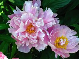 Small Pink Peonies 2