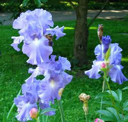 Small Lavender Iris