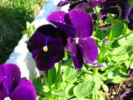 Small Pansies