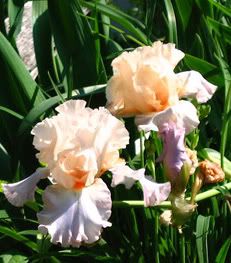 Small Peach Iris
