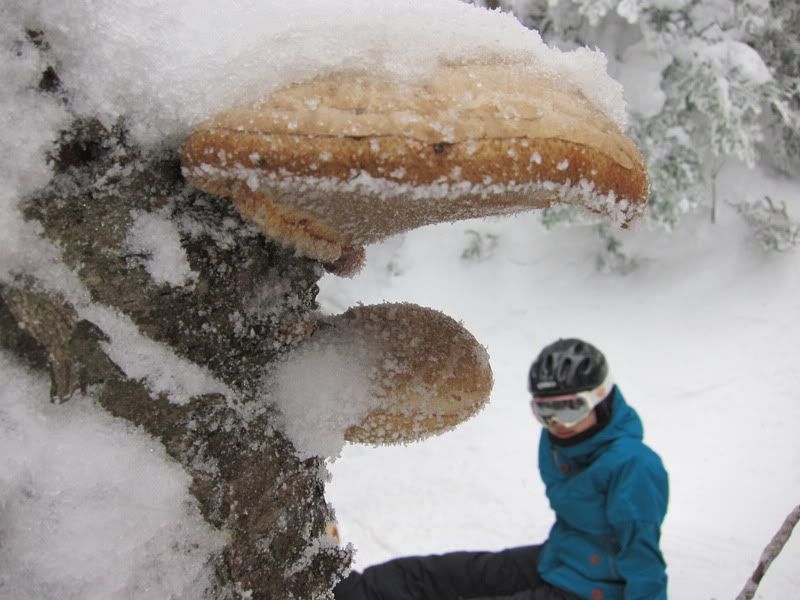 Monster Mushrooms