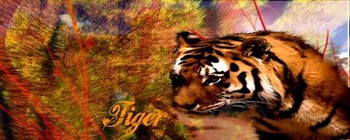 tiger.jpg