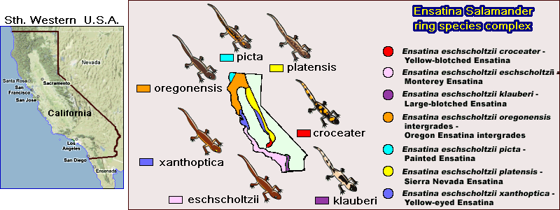 Ensatina Salamander