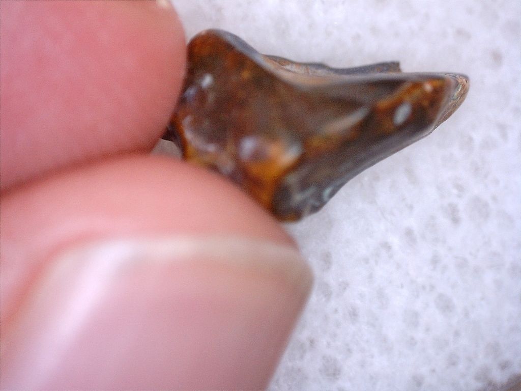 stegosaurus teeth