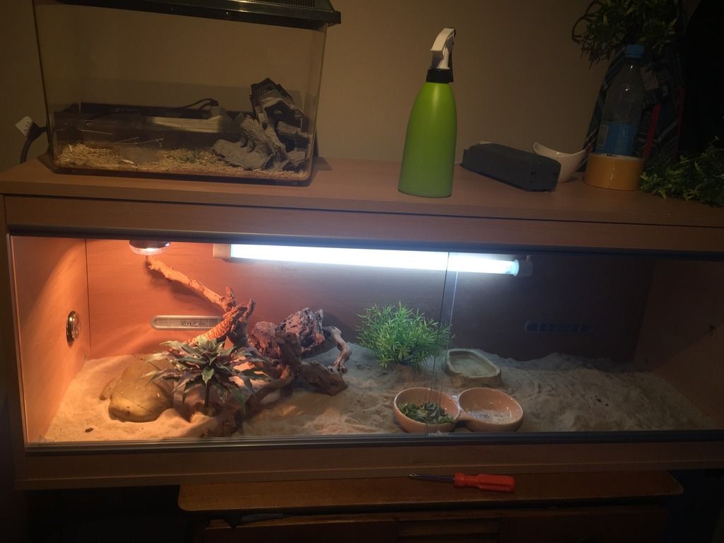 Cage Ideas Bearded Dragon Org