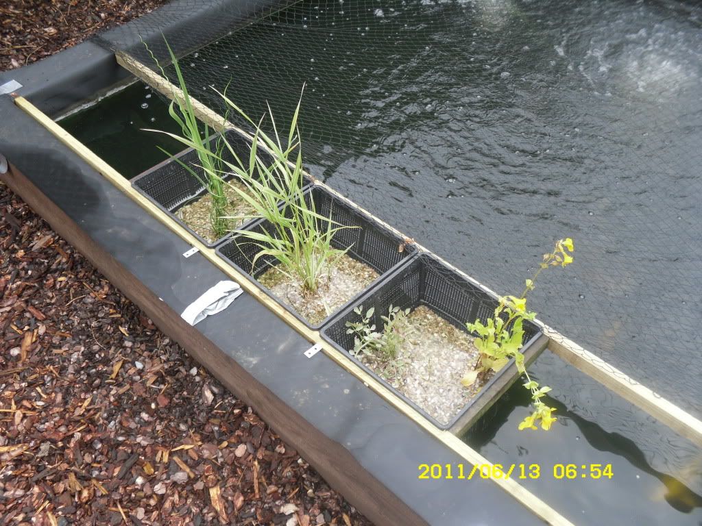 Strange one"How to secure a basket to the side of a pond" Plants