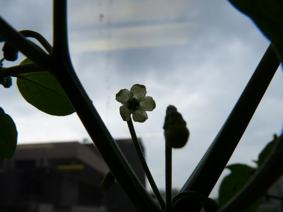 Naga Morich Flower