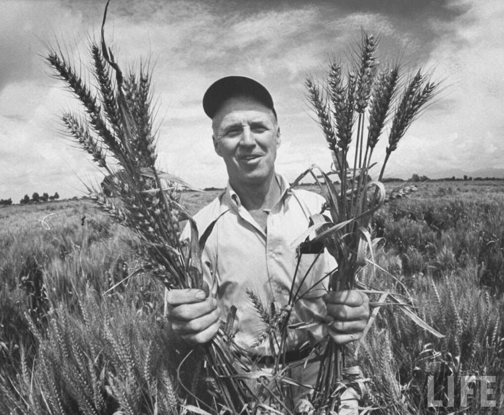  photo Borlaug.jpg