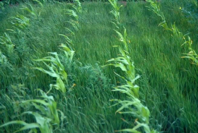  photo super-weeds-in-corn.jpg