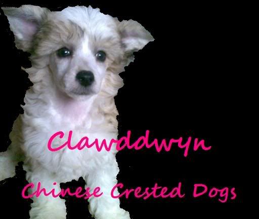 Clawddwyn Dare To Hope