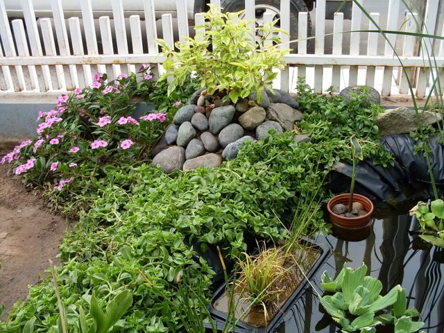 ElEstanque.com :: Ver Tema - Mi primer estanque y ya hay algunos