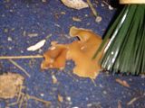 th_DSC03066.jpg