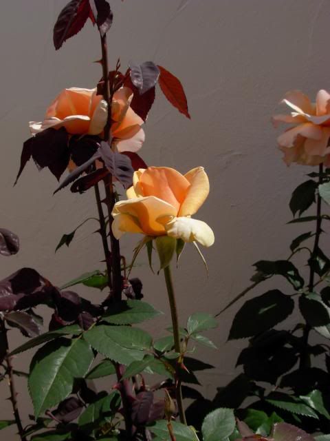 roses photo: OJAI ROSES DSCN0607_zps3bd6650d.jpg