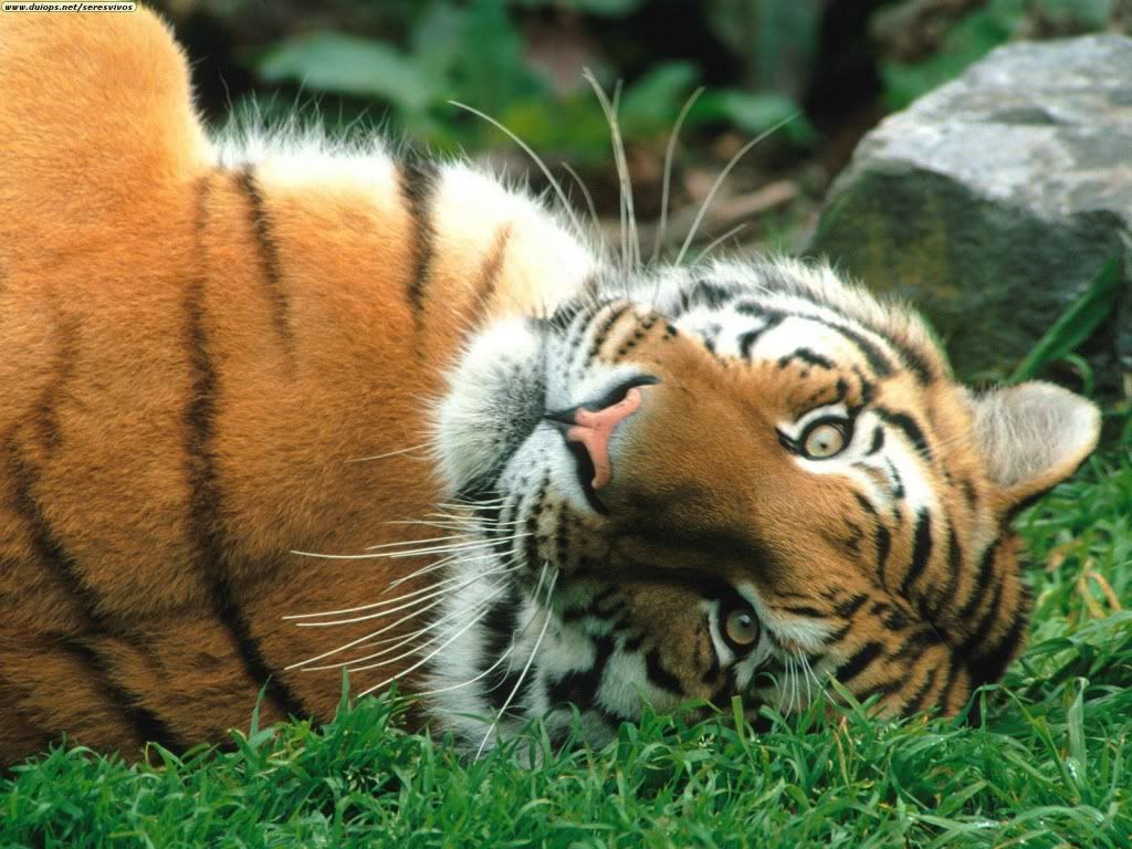 TIGER photo sleepy-siberian-tiger.jpg