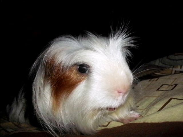 http://i611.photobucket.com/albums/tt200/biancadumi/013-5.jpg