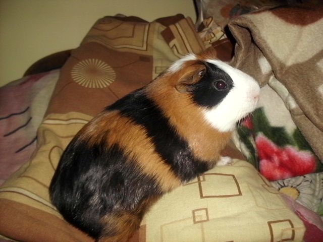 http://i611.photobucket.com/albums/tt200/biancadumi/016-4.jpg