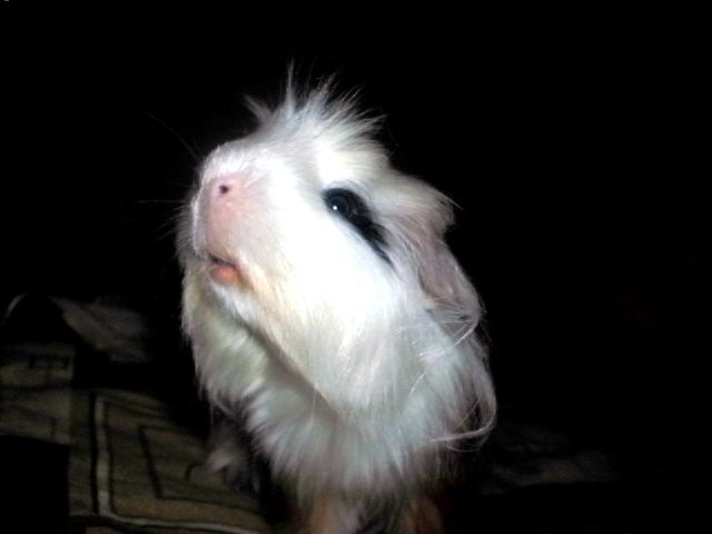 http://i611.photobucket.com/albums/tt200/biancadumi/016-6.jpg