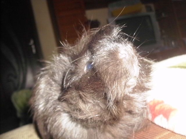http://i611.photobucket.com/albums/tt200/biancadumi/070.jpg