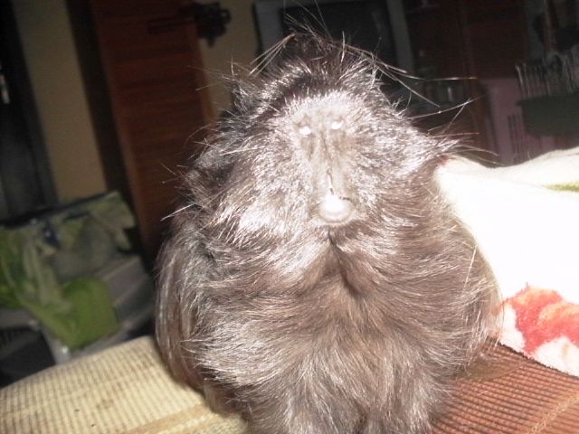 http://i611.photobucket.com/albums/tt200/biancadumi/071.jpg