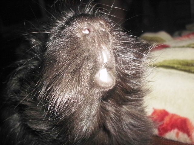 http://i611.photobucket.com/albums/tt200/biancadumi/073-1.jpg