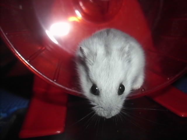 http://i611.photobucket.com/albums/tt200/biancadumi/HPIM5765.jpg