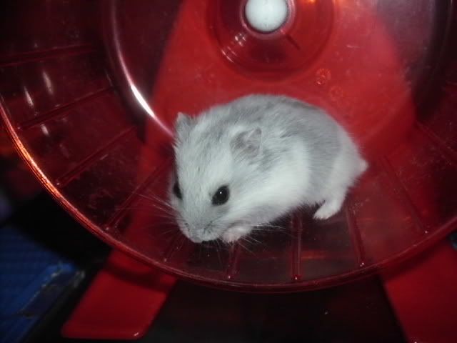 http://i611.photobucket.com/albums/tt200/biancadumi/HPIM5768.jpg