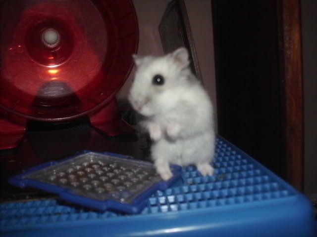 http://i611.photobucket.com/albums/tt200/biancadumi/HPIM5779.jpg