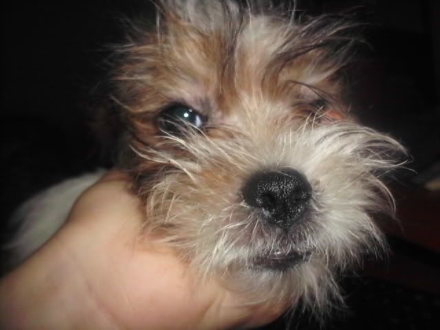http://i611.photobucket.com/albums/tt200/biancadumi/HPIM5814.jpg