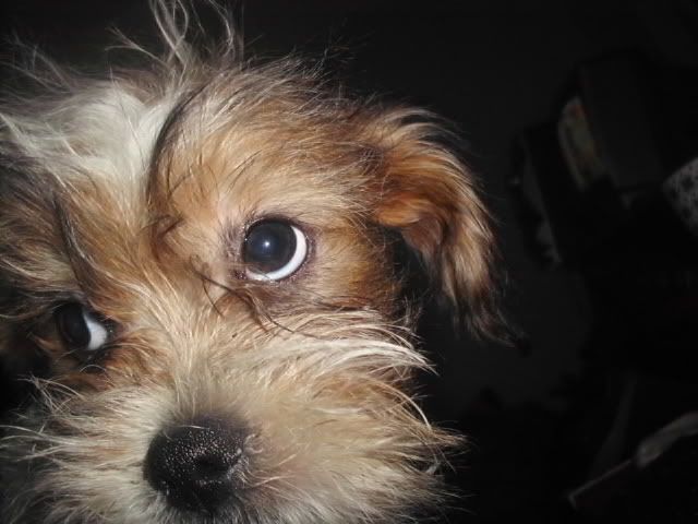 http://i611.photobucket.com/albums/tt200/biancadumi/HPIM5816.jpg
