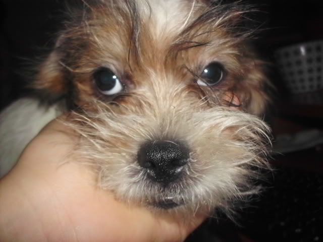 http://i611.photobucket.com/albums/tt200/biancadumi/HPIM5819.jpg