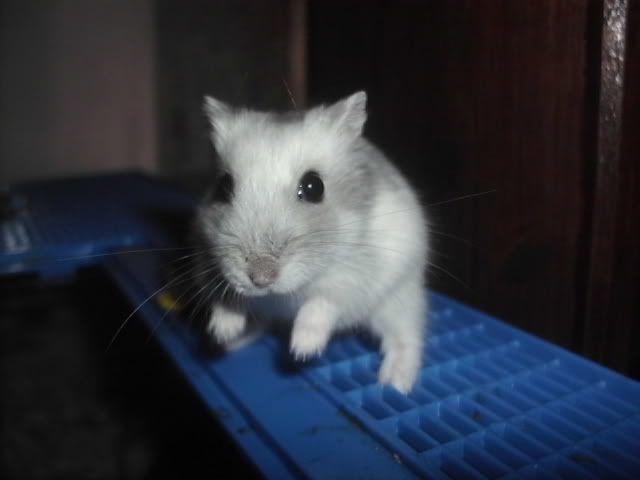 http://i611.photobucket.com/albums/tt200/biancadumi/HPIM5879.jpg