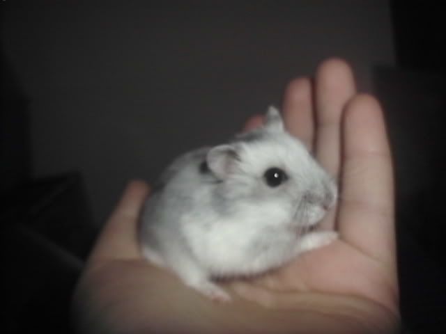 http://i611.photobucket.com/albums/tt200/biancadumi/HPIM5881.jpg