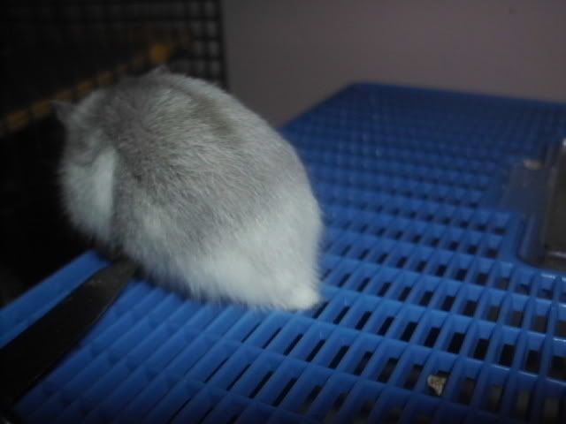 http://i611.photobucket.com/albums/tt200/biancadumi/HPIM5885.jpg