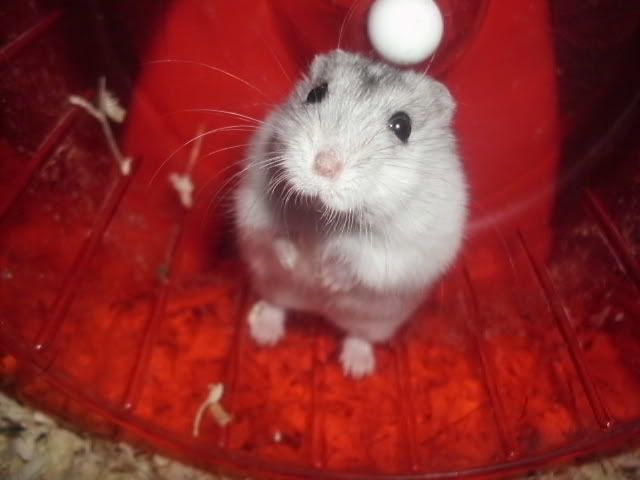 http://i611.photobucket.com/albums/tt200/biancadumi/HPIM5890.jpg