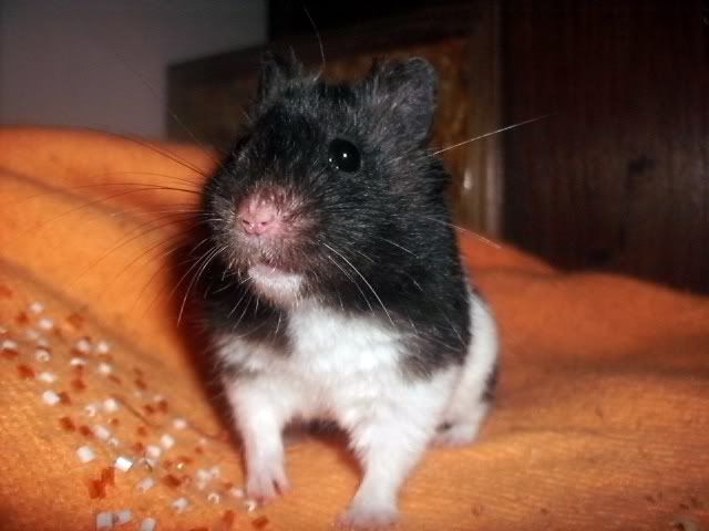 http://i611.photobucket.com/albums/tt200/biancadumi/HPIM5902.jpg