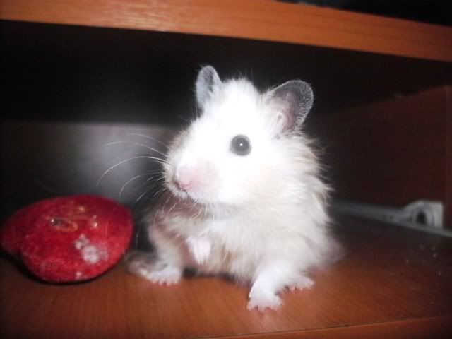 http://i611.photobucket.com/albums/tt200/biancadumi/Picture1211.jpg