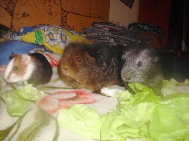 http://i611.photobucket.com/albums/tt200/biancadumi/Picture1589.jpg