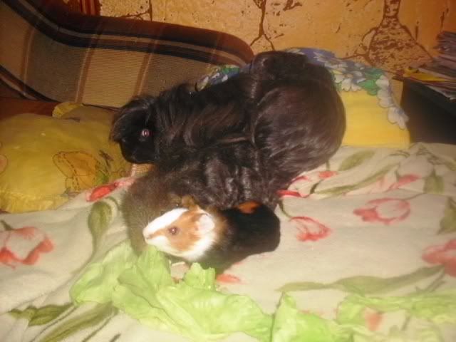 http://i611.photobucket.com/albums/tt200/biancadumi/Picture1594.jpg