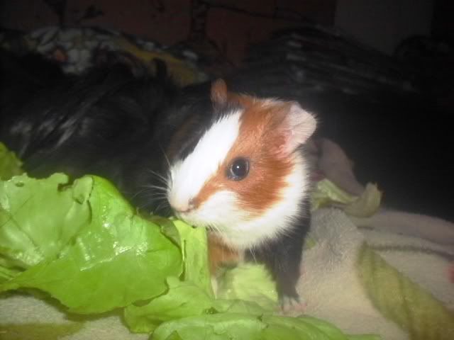 http://i611.photobucket.com/albums/tt200/biancadumi/Picture1596.jpg