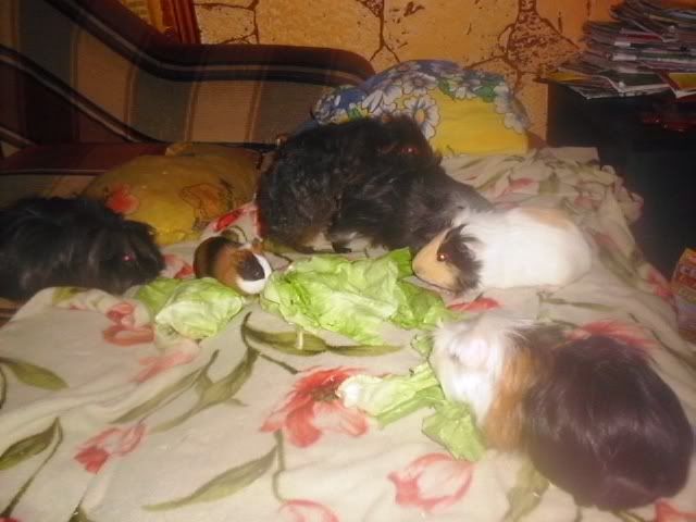 http://i611.photobucket.com/albums/tt200/biancadumi/Picture1598.jpg