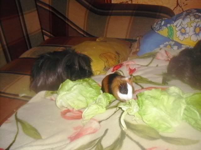 http://i611.photobucket.com/albums/tt200/biancadumi/Picture1599.jpg