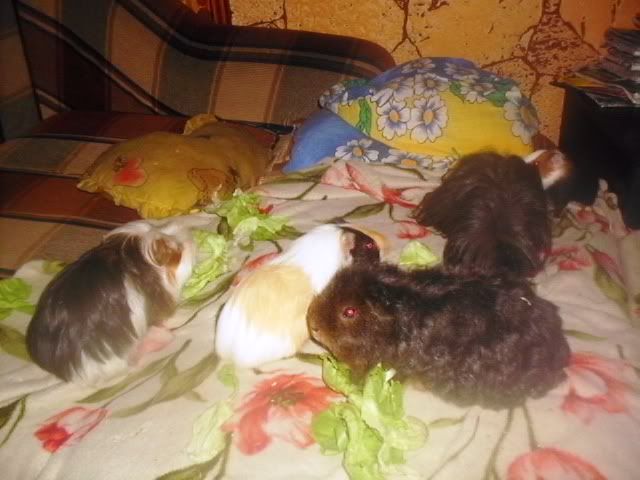 http://i611.photobucket.com/albums/tt200/biancadumi/Picture1602.jpg